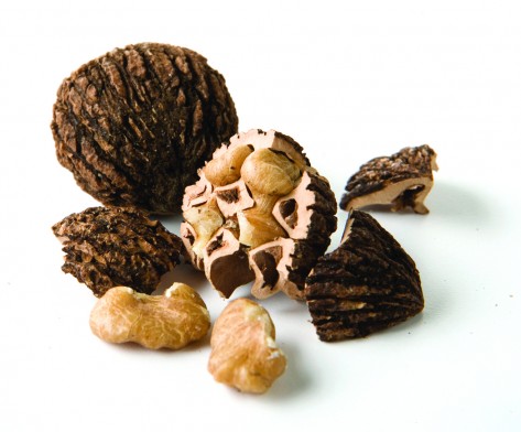 Black walnuts shell and nut meats (Photo courtesy of Hammons)
