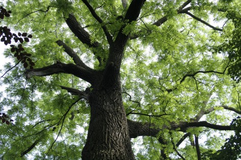 A mature Black Walnut with full summer foliage (Photographed by Jean-Pol Grandmont, 2007)