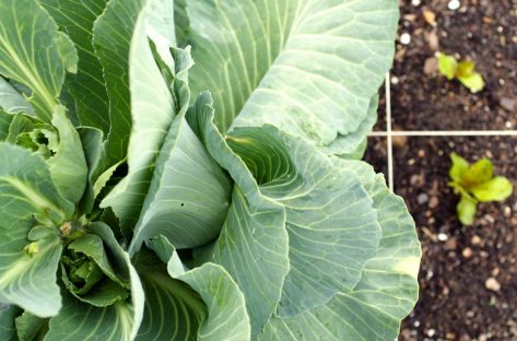 Overwintered cabbage with this Spring's lettuces gaining ground, though they'll never catch up with their 8-month-old neighbor